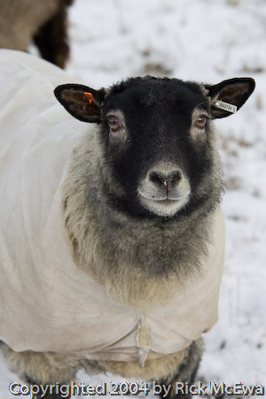 Shetland Sheep